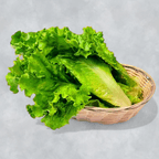 Best Lettuce 生菜 in Somerset, NJ